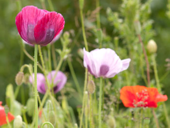 Poppies in the garden